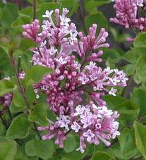 Syringa - Orgona virág