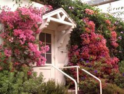 bougainvillea, murvafürt