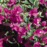 Bougainvillea virág