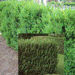 Örökzöld puszpáng Buxus sempervirens