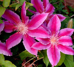 Clematis Dr. Ruppel virág