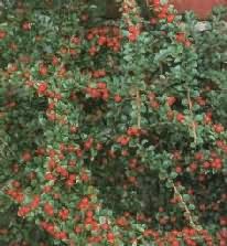 Cotoneaster salicifolia Herbstfeuer