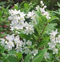 Deutzia gracilis - Kecses gyöngyvirágcserje