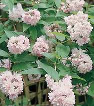 Deutzia Pink Pompom - Teltvirágú gyöngyvirágcserje