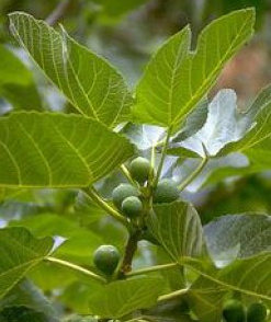 Füge Ficus carica Füge