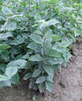 gyertyán, carpinus betulus gyertyán, carpinus betulus