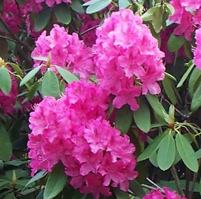 Rhododendron, Azalea virág