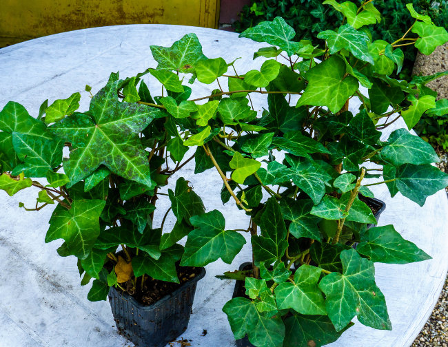 Hedera helix - Borostyán