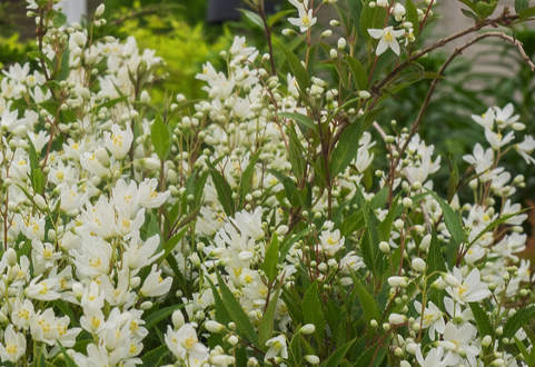 Karcsú gyöngyvirágcserje, Deutzia gracilis 