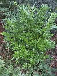 Ligustrum lucidum - Fényeslevelű fagyal