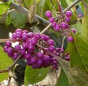 Kínai lilabogyó Callicarpa