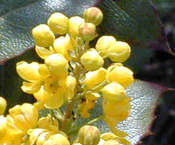 mahonia virág