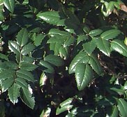 mahonia levél