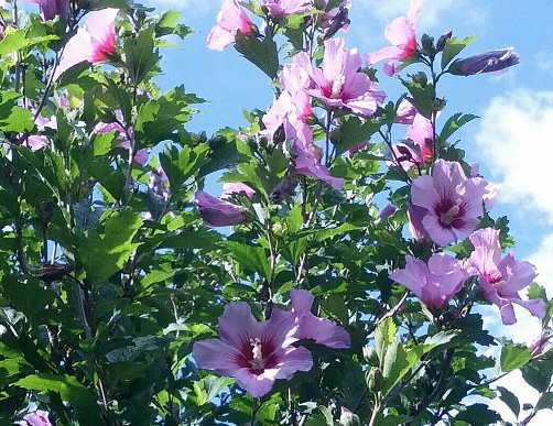 Mályva, Mályvacserje, Hibiszkusz