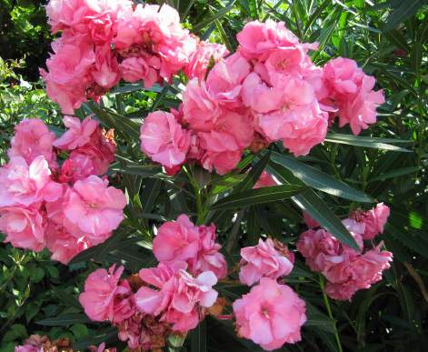 Leander, Nerium oleander