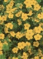 Potentilla fruticosa Goldfinger