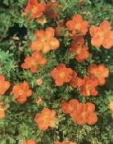 Potentilla fruticosa Red Ace