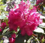 Rhododendron Caractacus