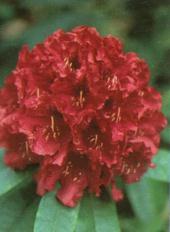 Rhododendron Nova Zembla - virág Rhododendron Nova Zembla - virág
