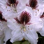 Rhododendron Sappho