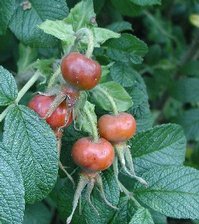 Rosa rugosa termése csipkebogyó