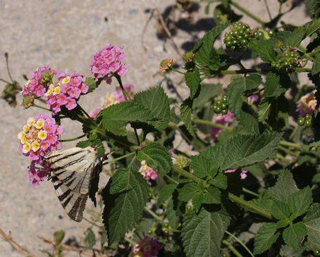 sétányrózsa - Lantana