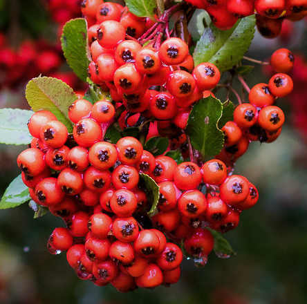 Tűztövis, Pyracantha