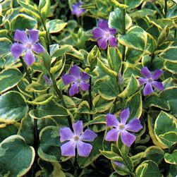 Vinca major Variegata - Tarka levelű meténg