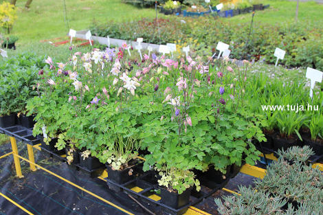 Wiandt Kertészet cikk Harangláb, Aquilegia