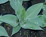 Hosta x tardiana Halcyon