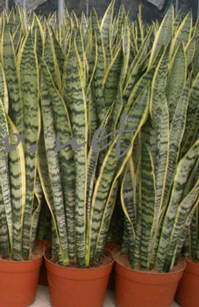 Sanseveria