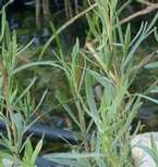 Tárkony Artemisia dranunculus