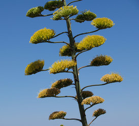 Agave americana