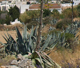 Agave americana