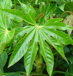 Szoba arália, Fatsia japonica