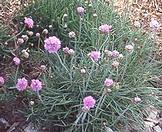 Armeria maritima - Tengerparti pázsitszegfű