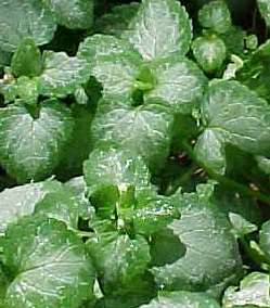 sárga árvacsalán, Lamium