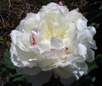 fehér virágú bazsarózsa