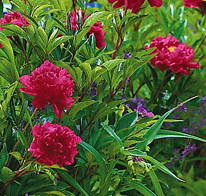 Bazsarózsa piros - Paeonia Karl Rosenfield