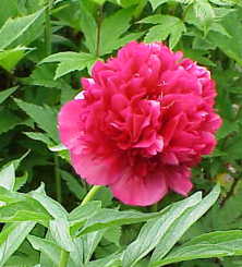 Paeonia officinalis Rubra Plena - Bazsarózsa piros