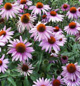 Echinacea purpurea Double-Decker