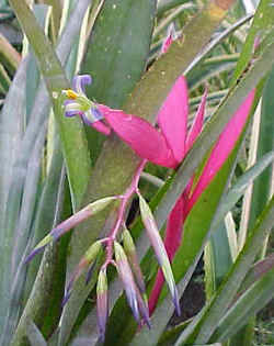 Billbergia