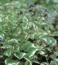 Brunnera macrophylla - Kaukázusi nefelejcs