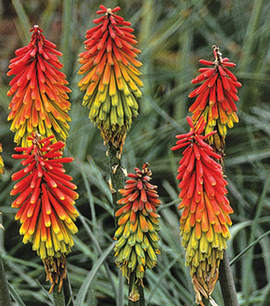 Kniphofia - Fáklyaliliom