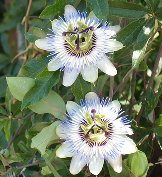 Passiflora virág - Golgotavirág fotó golgotavirág