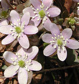 Májvirág - Hepatica nobilis