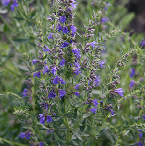 Kerti izsóp Hyssopus officinalis