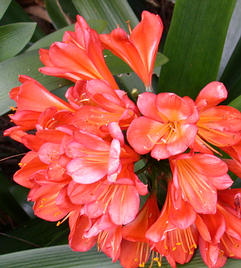 Kafferliliom virág