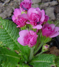 kankalin primula