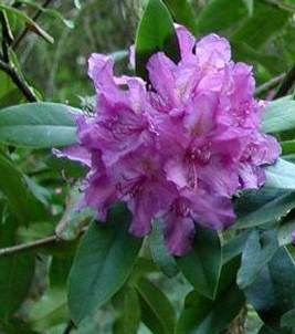 Ketaba havasszépe, Rhododendron catawbiense Ketaba havasszépe, Rhododendron catawbiense